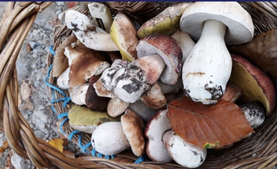 Valdinievole, tempo di porcini: Coldiretti vademecum “acchiappa funghi”