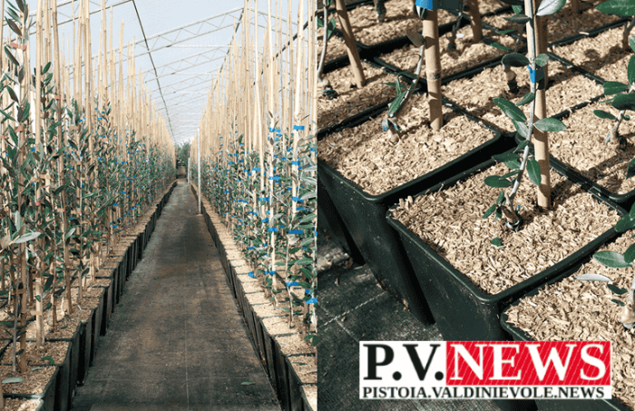 Pescia, 300 milioni al vivaismo olivicolo dal 2026