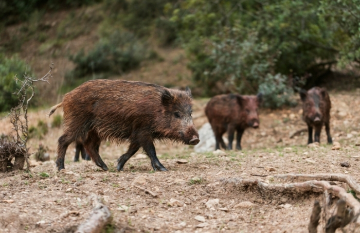 Pistoia: Confagricoltura e Cia contro limiti alla caccia