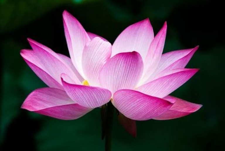 Pistoia: Alla scoperta dello yoga - 5 incontri gratuiti