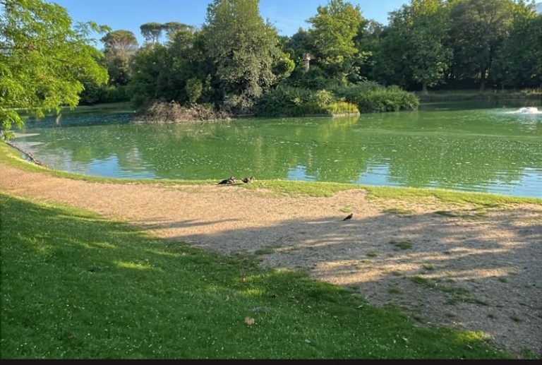 Pistoia Lago del Parco Puccini: Allarme Cianobatteri