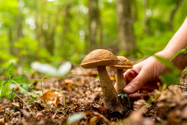 Pistoia e Pescia, la caccia ai funghi non si ferma