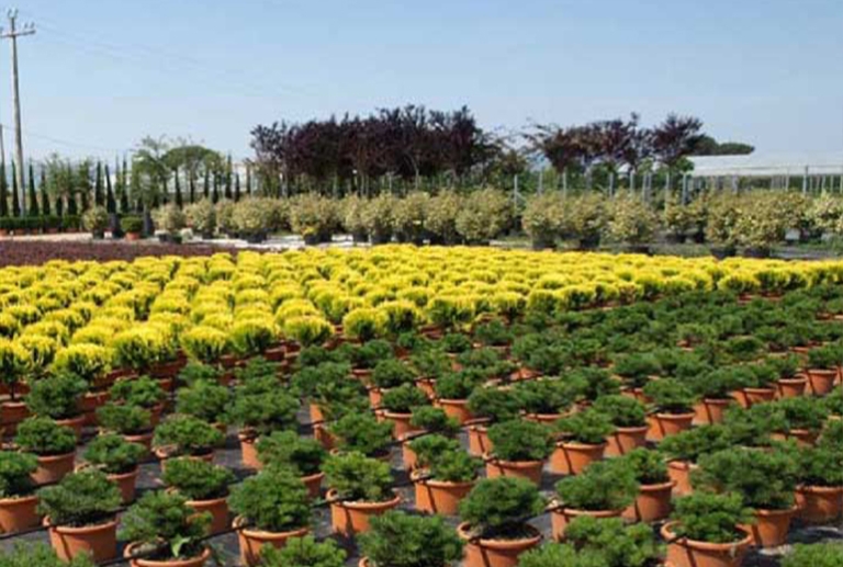 Pistoia, sventato furto in azienda vivaistica