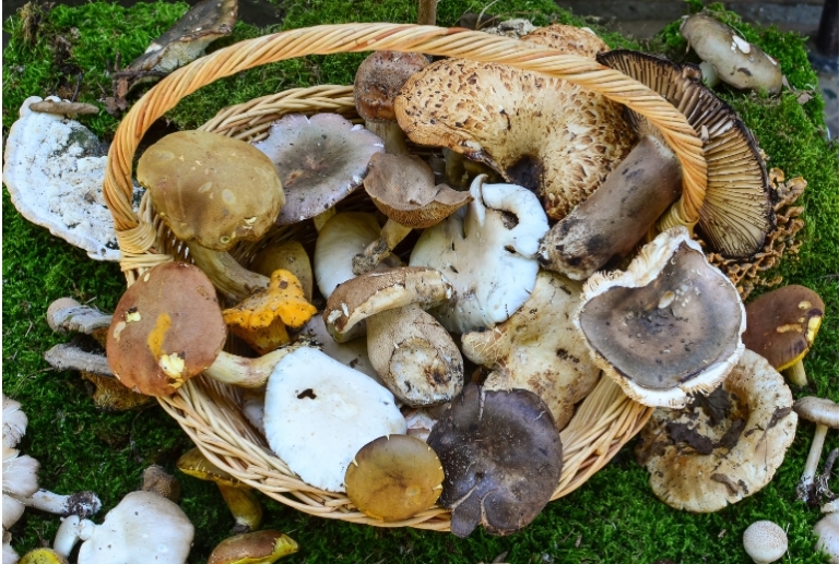 Funghi a Pescia: le regole per residenti e non residenti