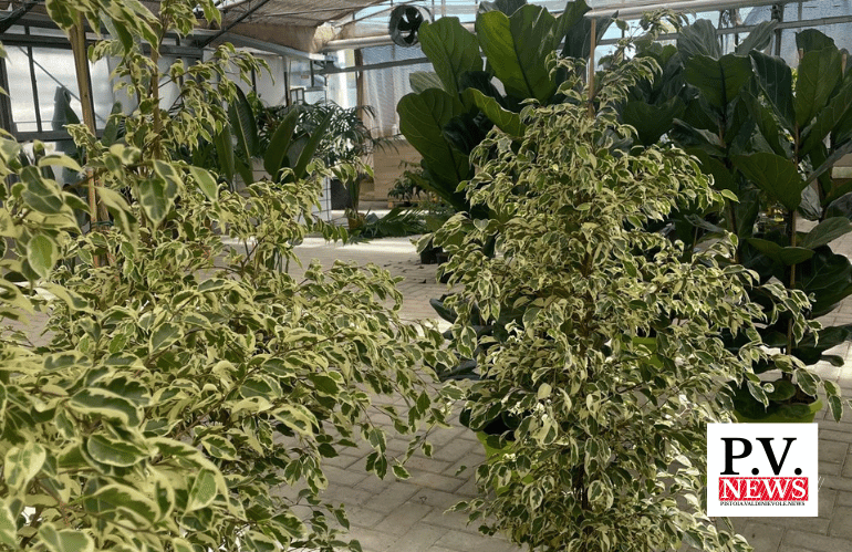 insetti utili per lotta biologica in serra vivaio Pescia Agri Garden