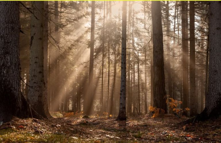  Bando: “Prevenzione danni alle foreste" anche per privati