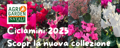 508x204 Garden Natali collezione Ciclamini