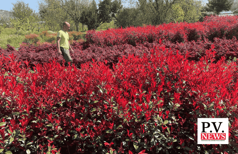 fabio chiostri in vivaio