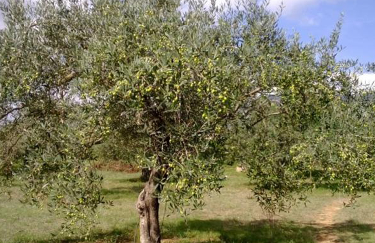 Pistoia: affidamento gratuito della cura degli olivi