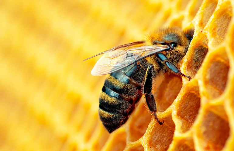 Le buone pratiche per la tutela delle api