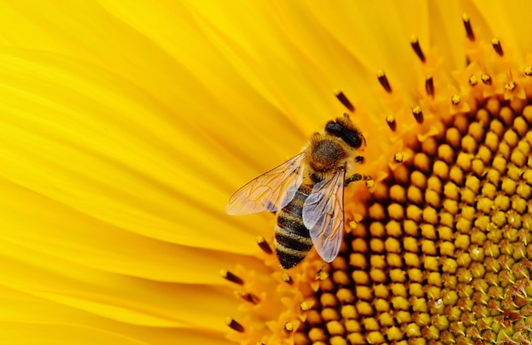 Le buone pratiche per la tutela delle api: evento il 20 maggio