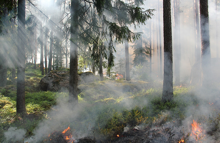 Approvato il Catasto dei boschi percorsi dal fuoco 