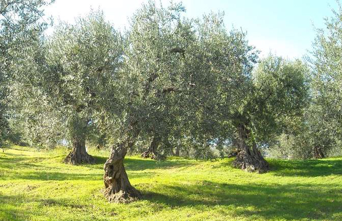 olivetotoscano