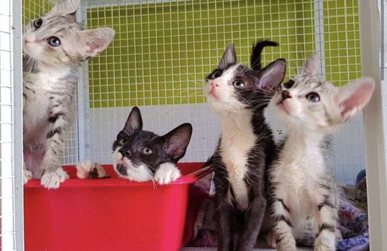 pistoia approvata mozione per gattile
